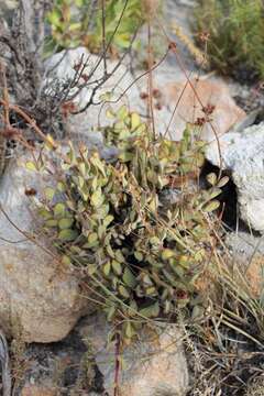 Image of Crassula atropurpurea var. anomala (Schönl. & Bak. fil.) Tölken