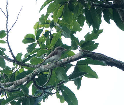 Слика од Tephrodornis virgatus (Temminck 1824)