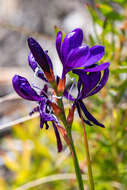 Image of Thereianthus bracteolatus (Lam.) G. J. Lewis