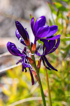 Image of Thereianthus bracteolatus (Lam.) G. J. Lewis