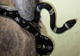 Image of Black-banded Cat-eyed Snake