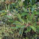 Imagem de Heteromeles arbutifolia var. macrocarpa (Munz) Munz