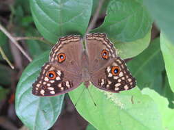 Image of Junonia lemonias Linnaeus 1758