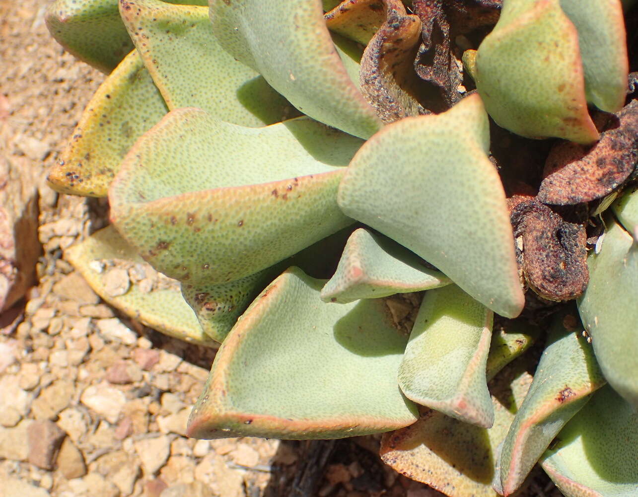 Plancia ëd Pleiospilos compactus (Ait.) Schwant.