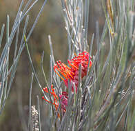 Image of Grevillea cagiana Mc Gill.