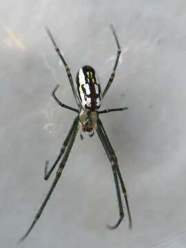 Image of Leucauge argyra (Walckenaer 1841)