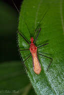 Image of Ricolla quadrispinosa (Linnaeus 1767)