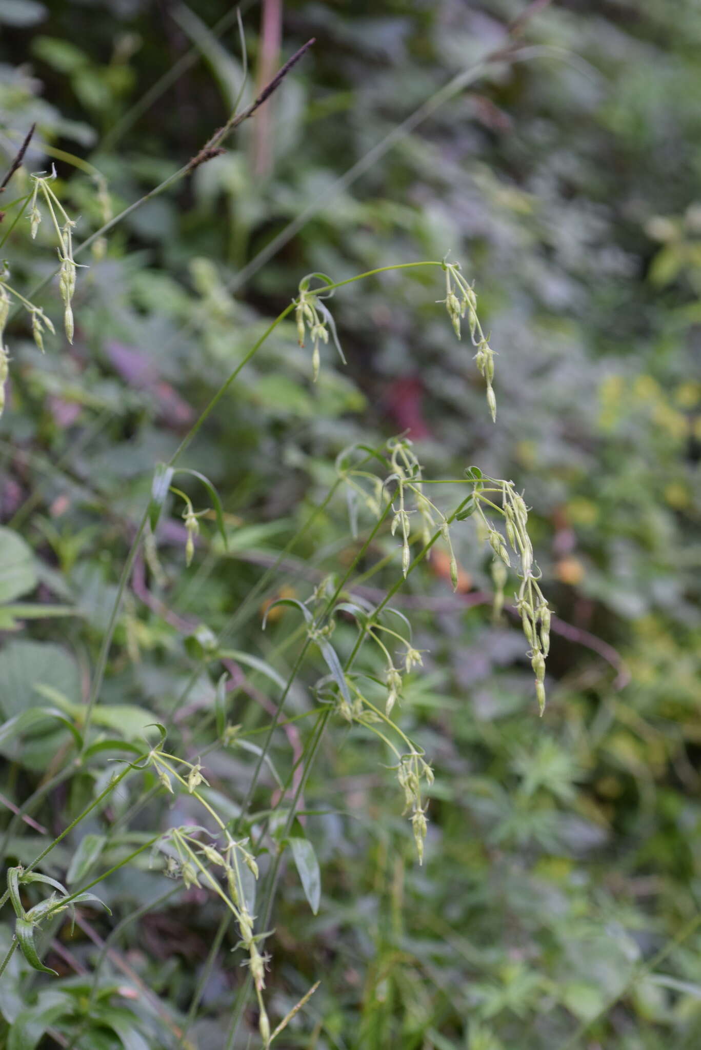 Silene nutans subsp. insubrica (Gaudin) Soldano的圖片