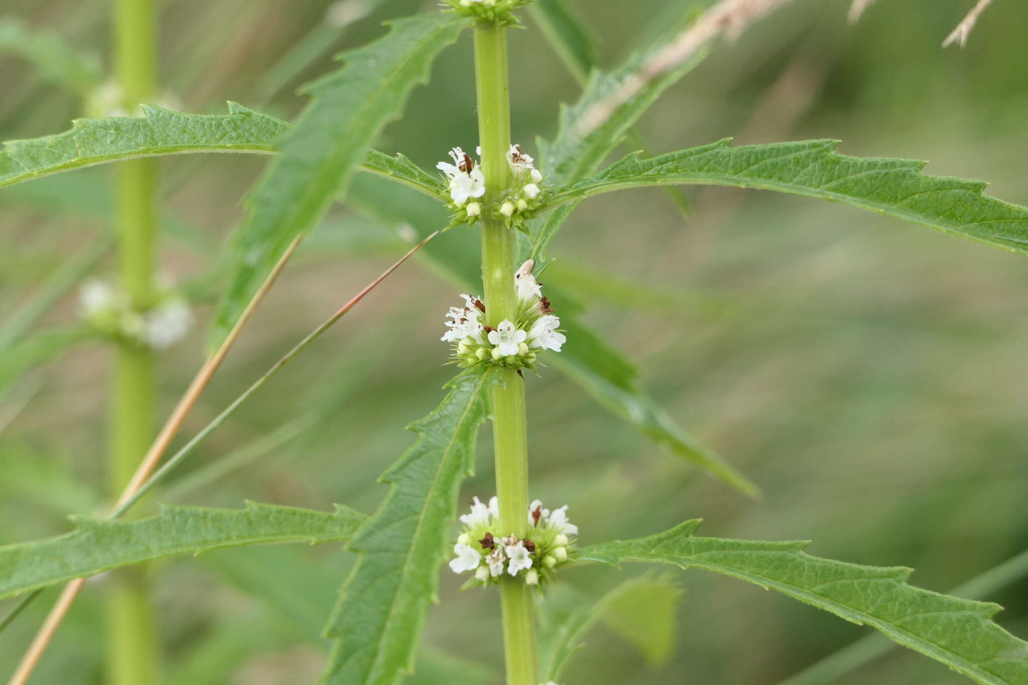 Image of Lycopus australis R. Br.