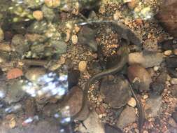 Image of Western Brook Lamprey