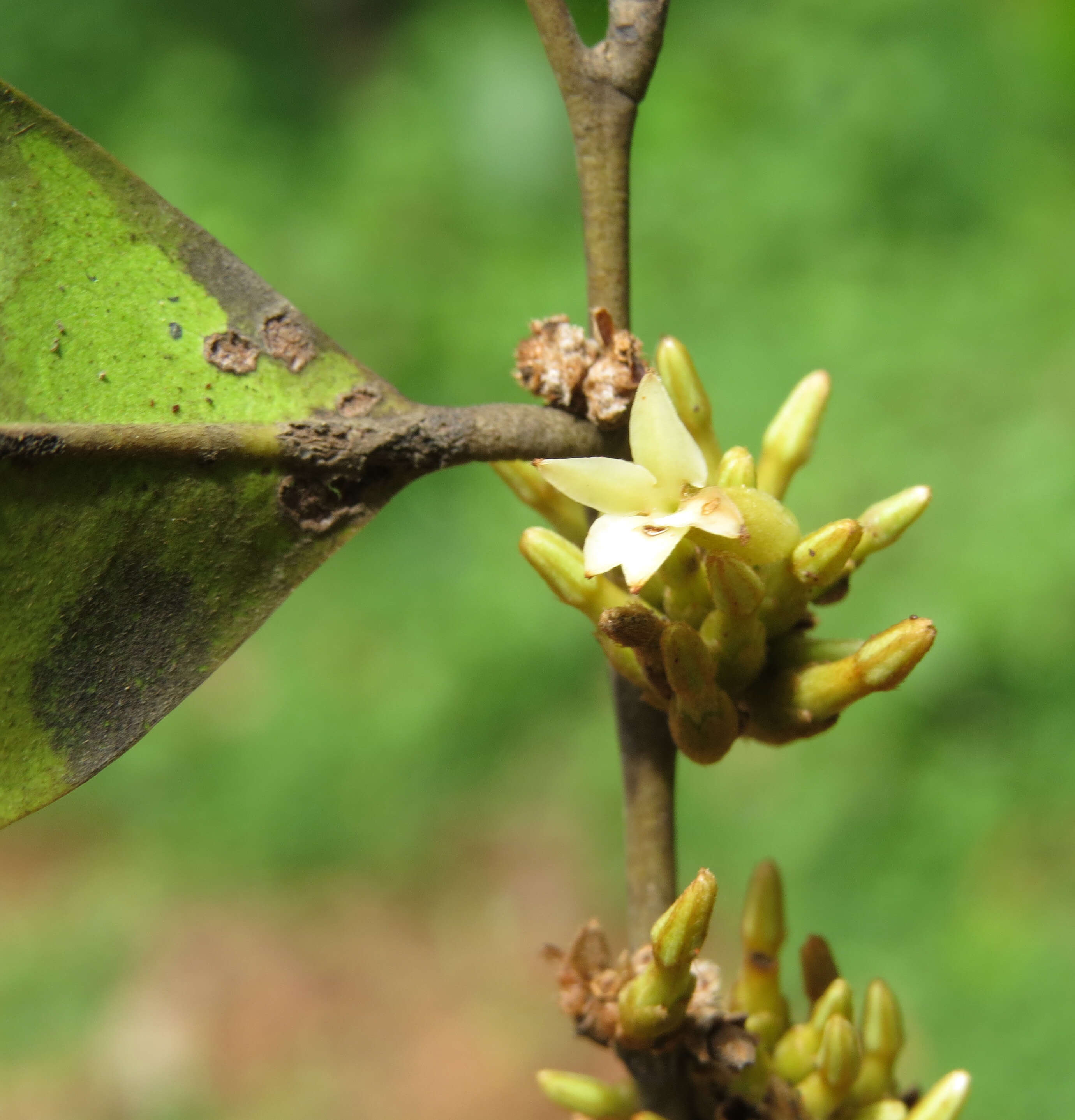 Image de Diospyros candolleana Wight