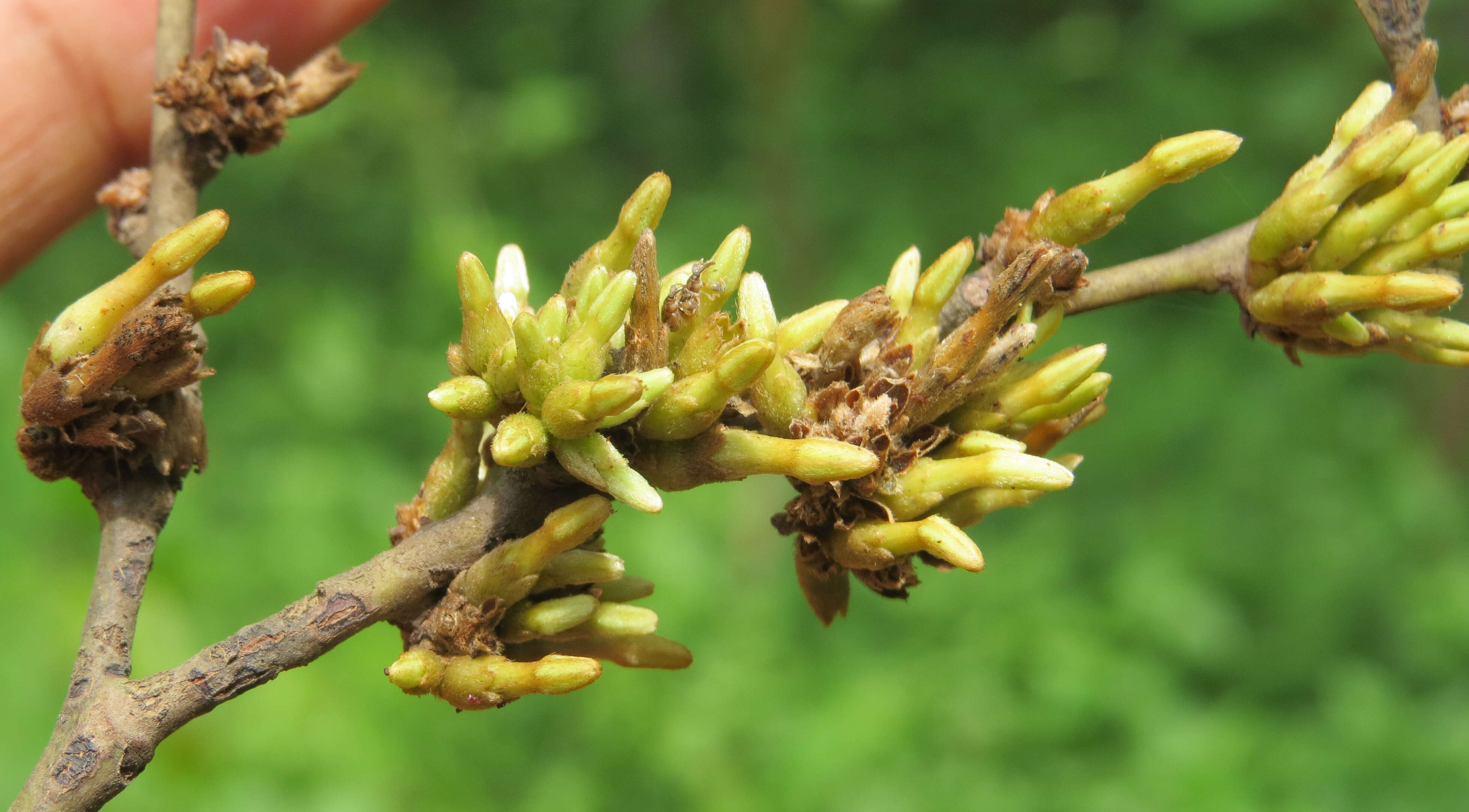 Image de Diospyros candolleana Wight