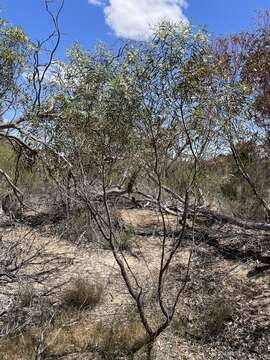 Image of Myoporum platycarpum R. Br.