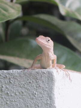 Слика од Anolis lineatopus Gray 1840