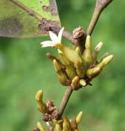 Image de Diospyros candolleana Wight