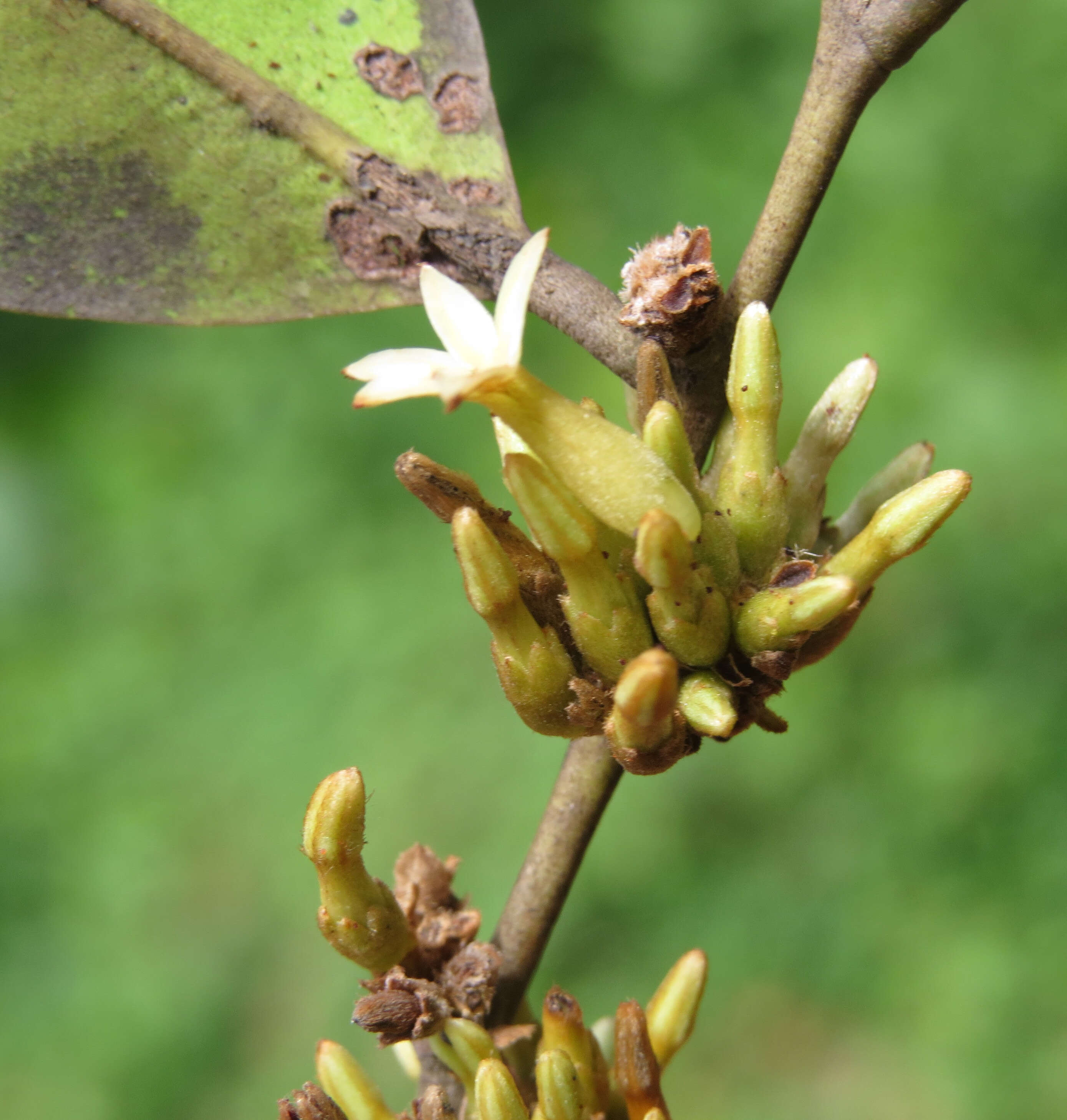 Sivun Diospyros candolleana Wight kuva