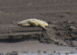 Image of Smooth Softshell Turtle