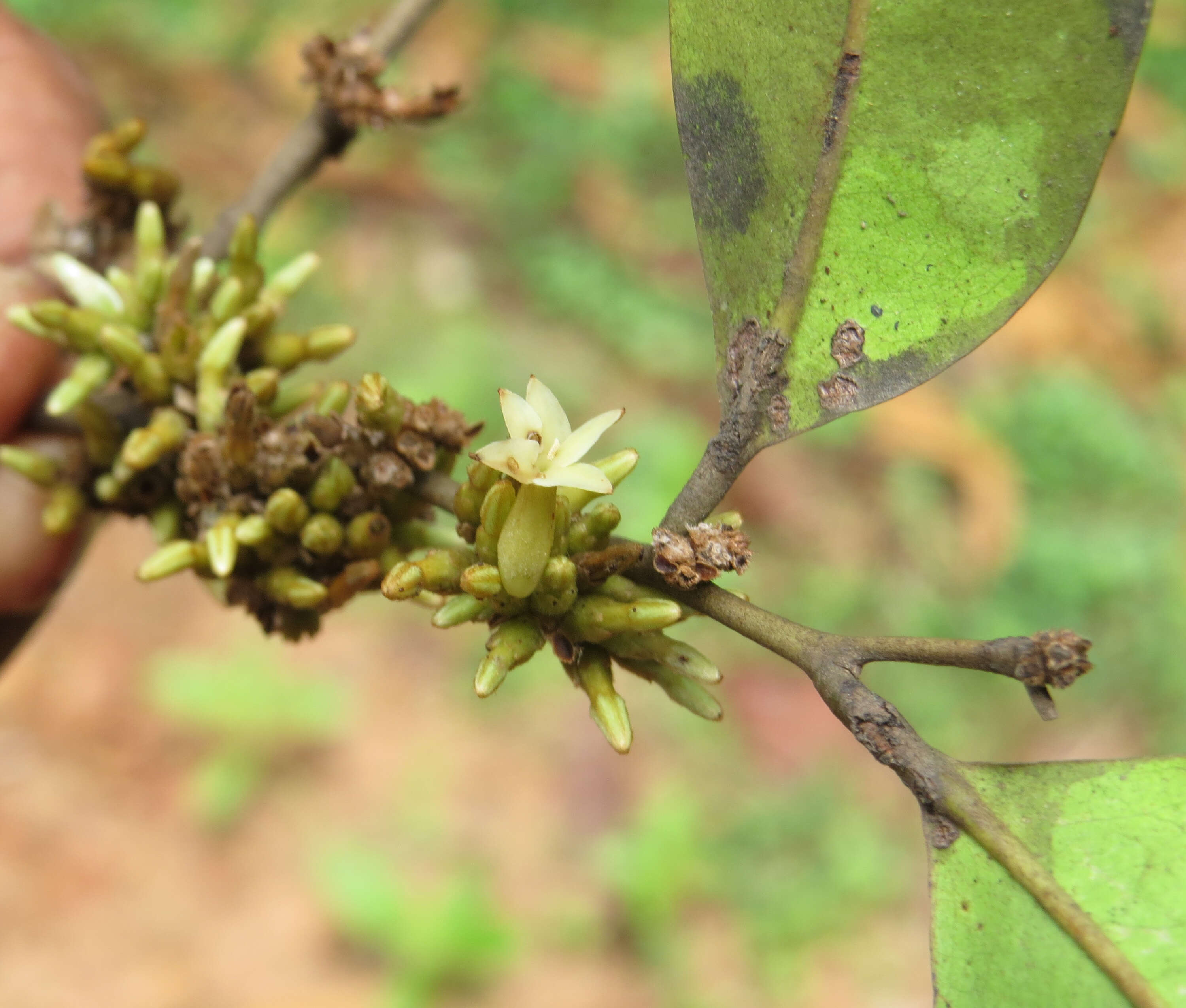 Image de Diospyros candolleana Wight