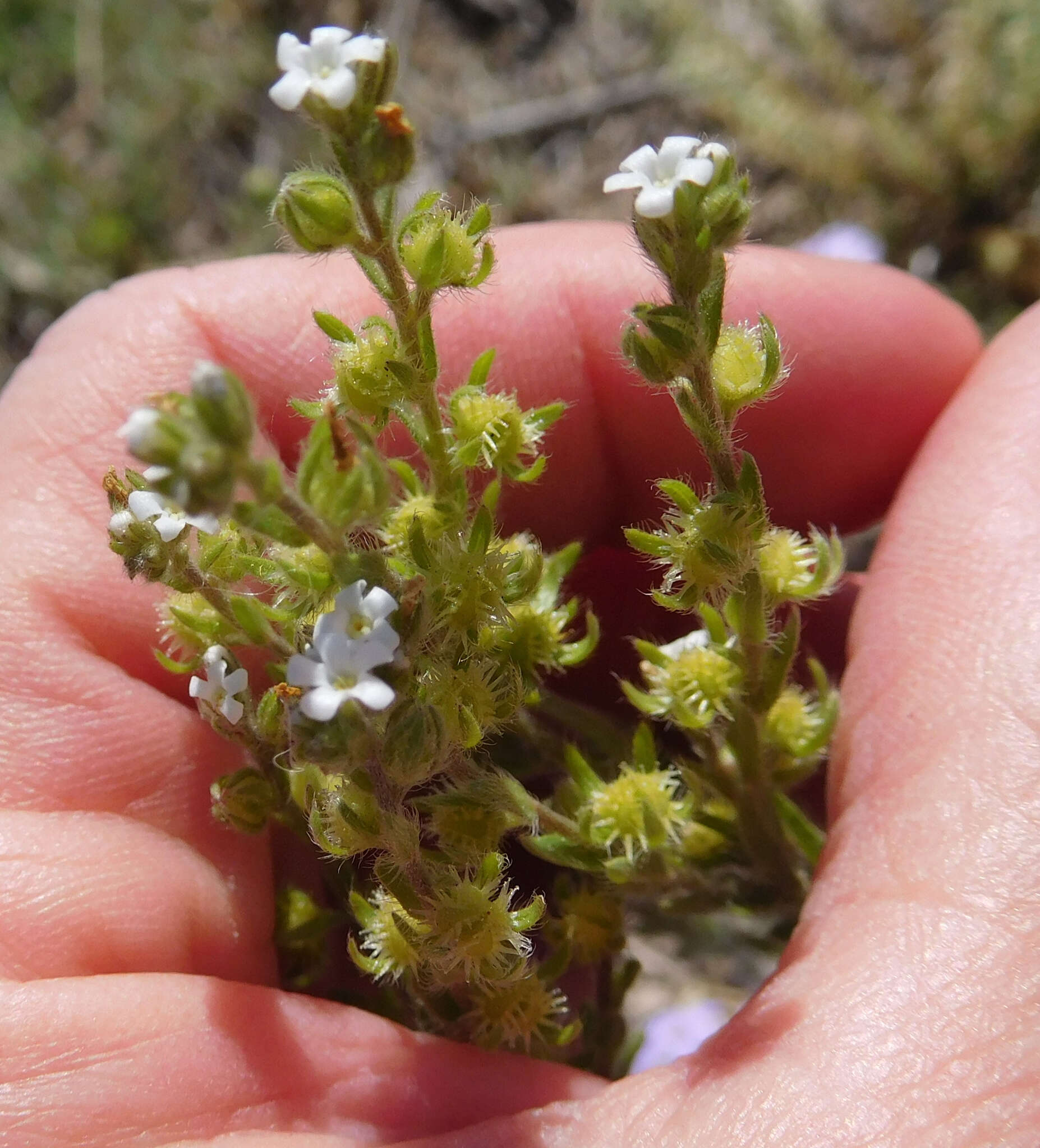 Image of flatspine stickseed