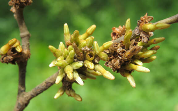 Image de Diospyros candolleana Wight