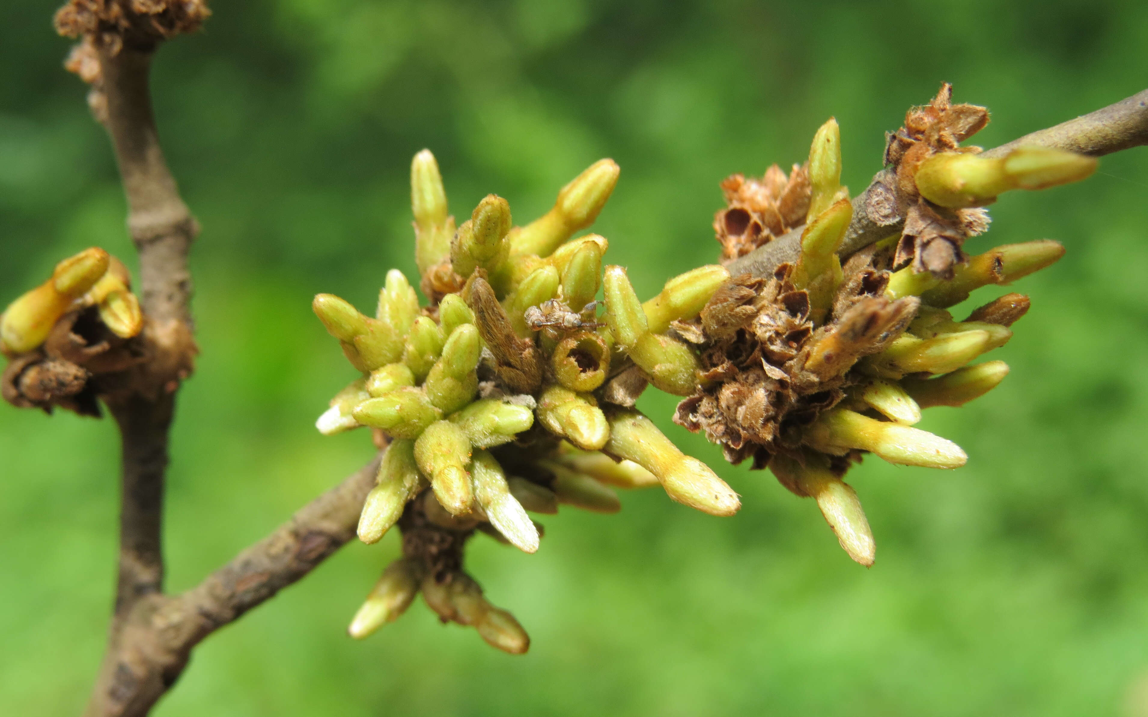 Image de Diospyros candolleana Wight