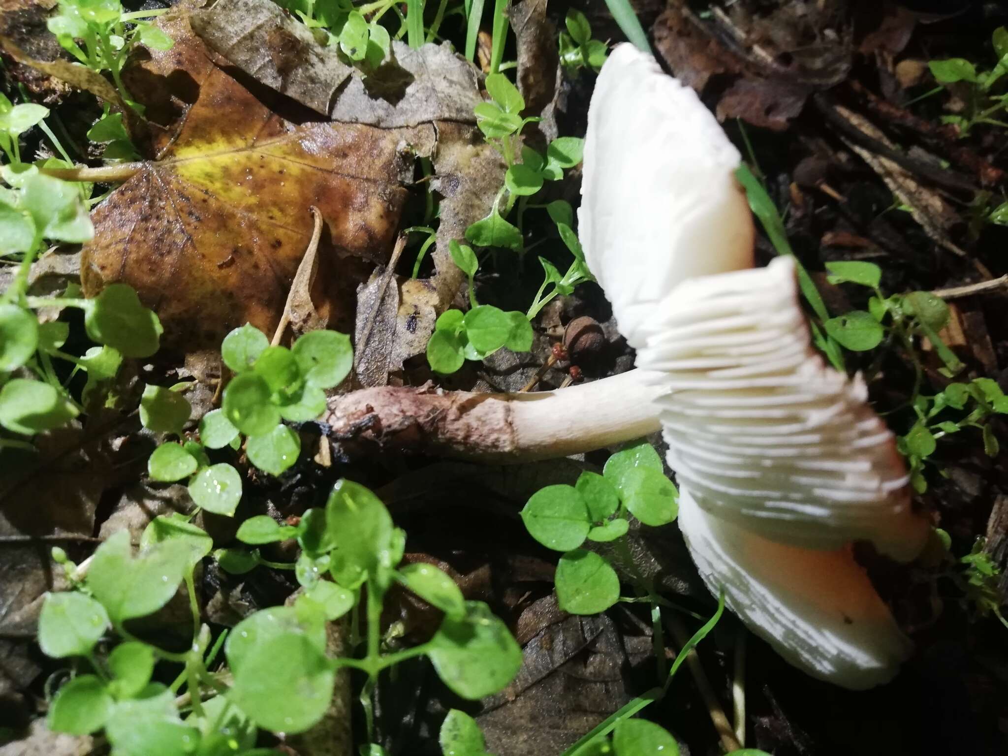 Image of Lepiota subincarnata J. E. Lange 1940