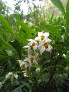 Solanum compressum L. B. Smith & Downs resmi