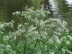 Imagem de Anthriscus sylvestris (L.) Hoffm.