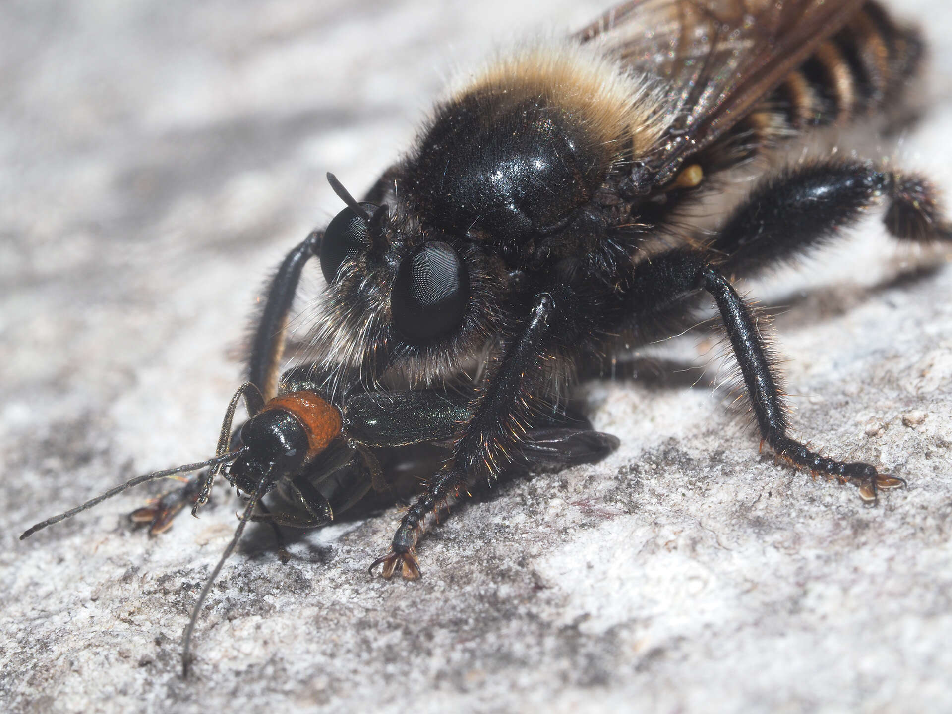 Image of Laphria ephippium (Fabricius 1781)