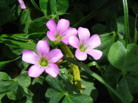 Image of pink woodsorrel