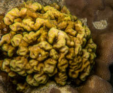 Image of Branched Sandpaper Coral