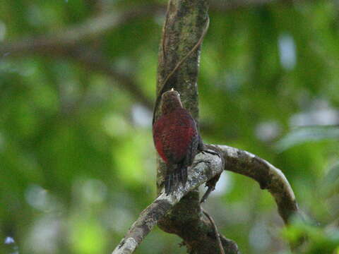 Image of Maroon Woodpecker