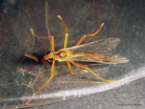 Image of Netelia ephippiata (Smith 1876)