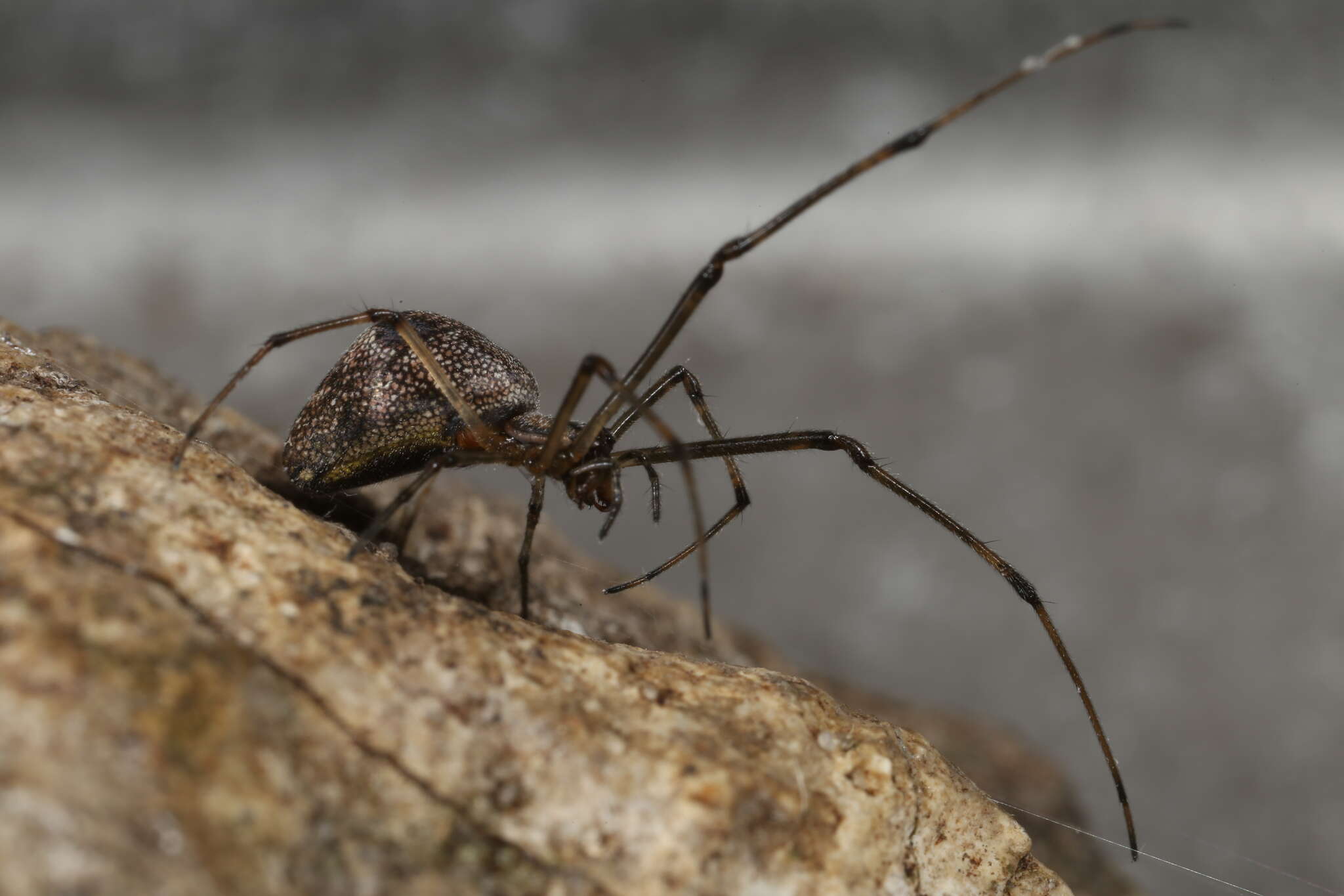 Image de Tetragnatha obtusa C. L. Koch 1837