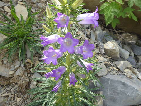 Image of Campanula speciosa Pourr.