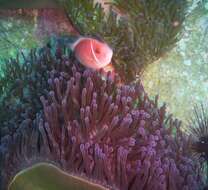 Image of Pink anemonefish