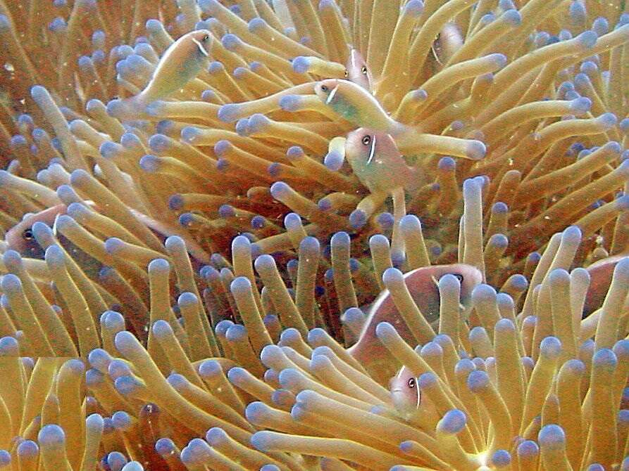 Image of Pink anemonefish