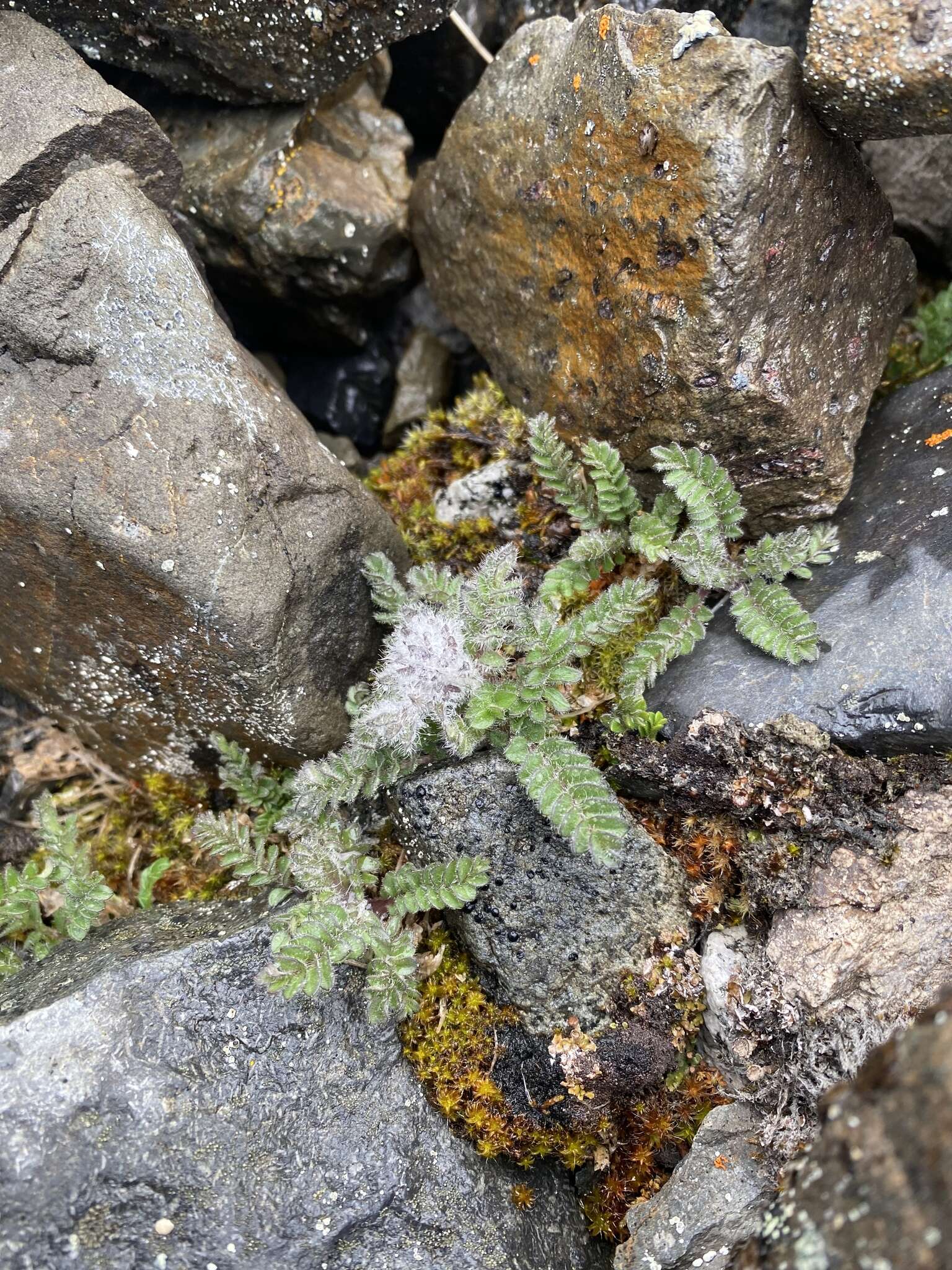 Image of Polemonium villosissimum (Hultén) D. F. Murray & Elven