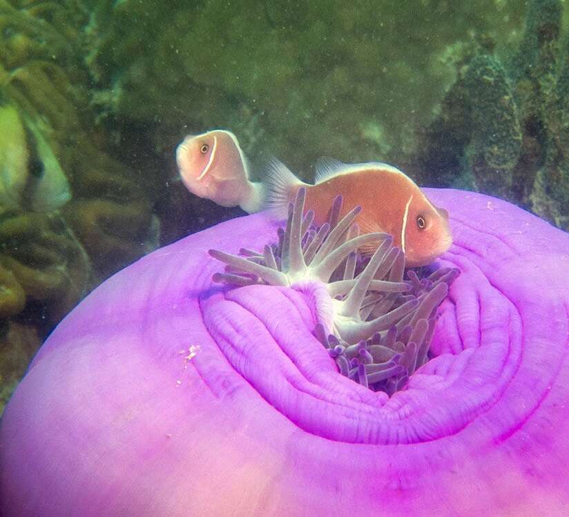 Image of Pink anemonefish