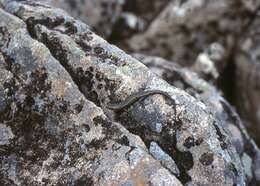 Image of Alpine Cool-skink