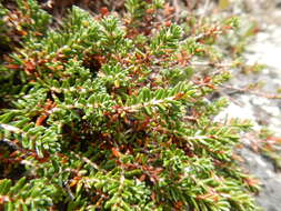 Image of purple crowberry