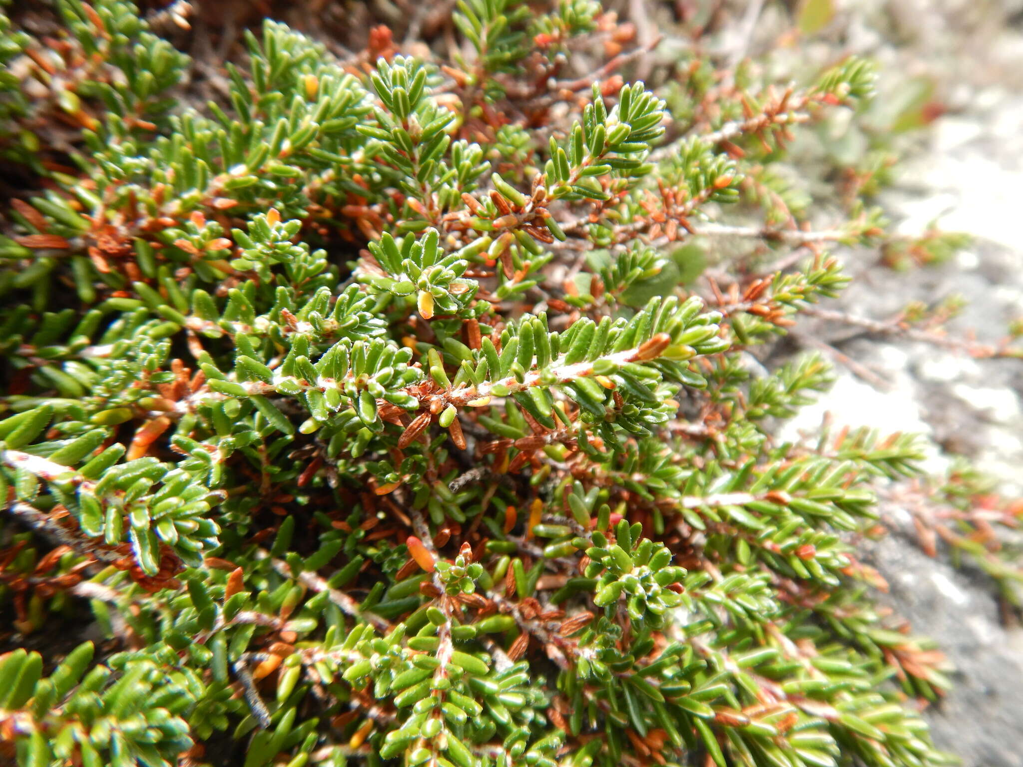 Image of purple crowberry