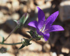 Imagem de Campanula stricta L.