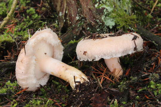 صورة Lactarius pubescens Fr. 1838