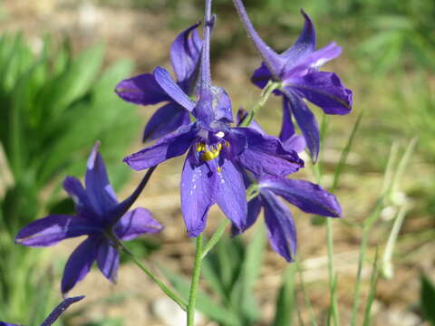 Image of forking larkspur