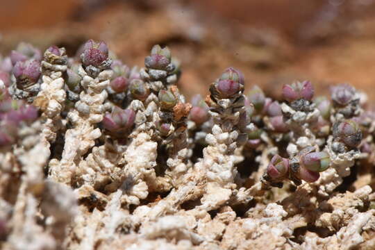 Sivun Salicornia pulvinata R. Fries kuva