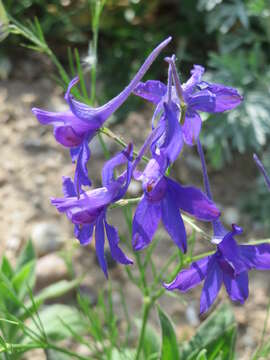 Image of forking larkspur