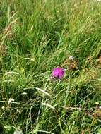 Image of meadow thistle