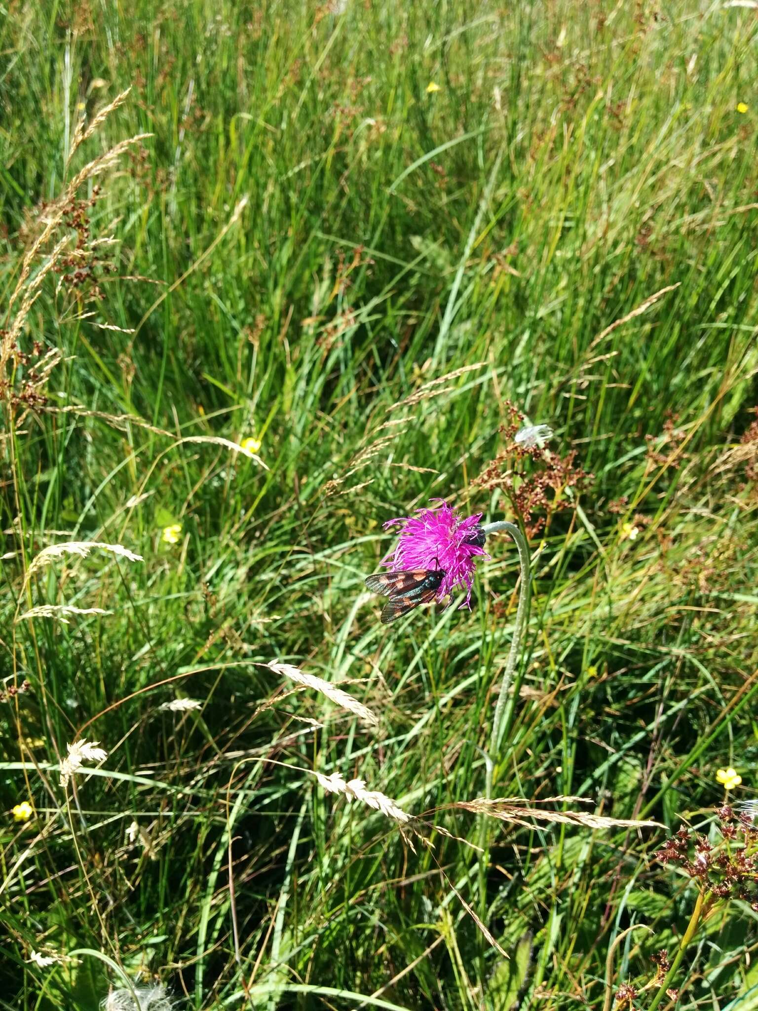 صورة Cirsium dissectum (L.) Hill