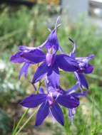 Image of forking larkspur